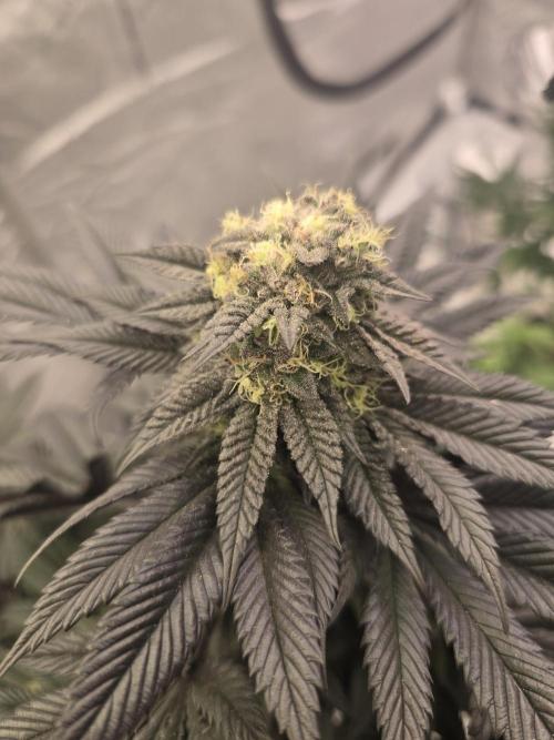 bloom/solfire seed run - solfire. Week 6 - Pink milk #2