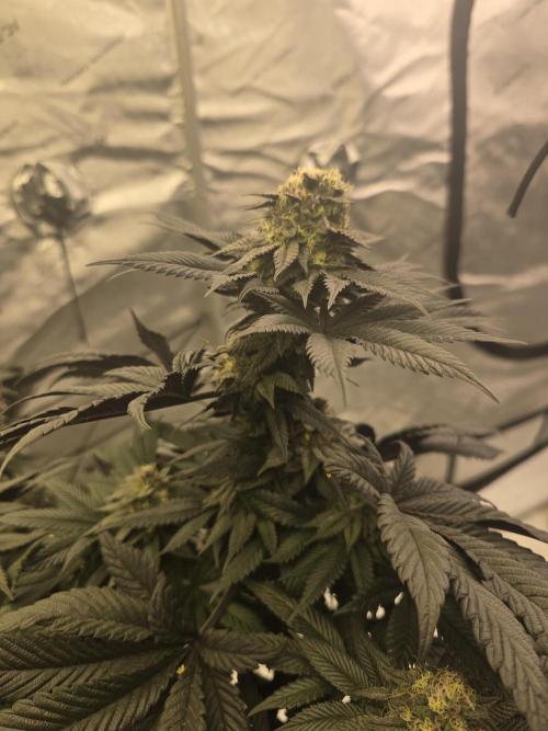 bloom/solfire seed run - solfire. Week 6 - Pink milk #2
