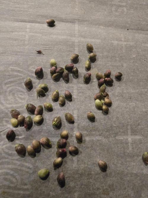 bloom/solfire seed run - solfire. Week 6 - One lower bud, pulled apart by hand to check the seeds. 