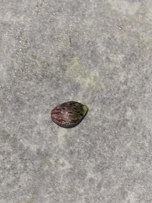 bloom/solfire seed run - solfire. Week 6 - A single purple seed.