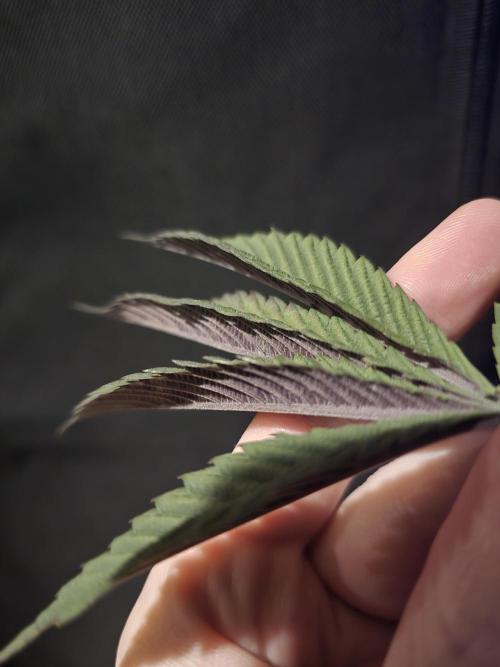 bloom/solfire seed run - solfire. Week 6 - Pink milk #2, interesting coloration on the fan leaves. 