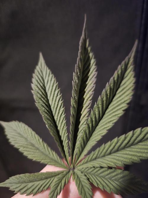 bloom/solfire seed run - solfire. Week 6 - Top of the leaf