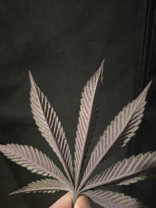 bloom/solfire seed run - solfire. Week 6 - Bottom of the leaf