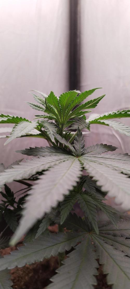 Kannabia Sunset Sherbet go fast F1. Week 5