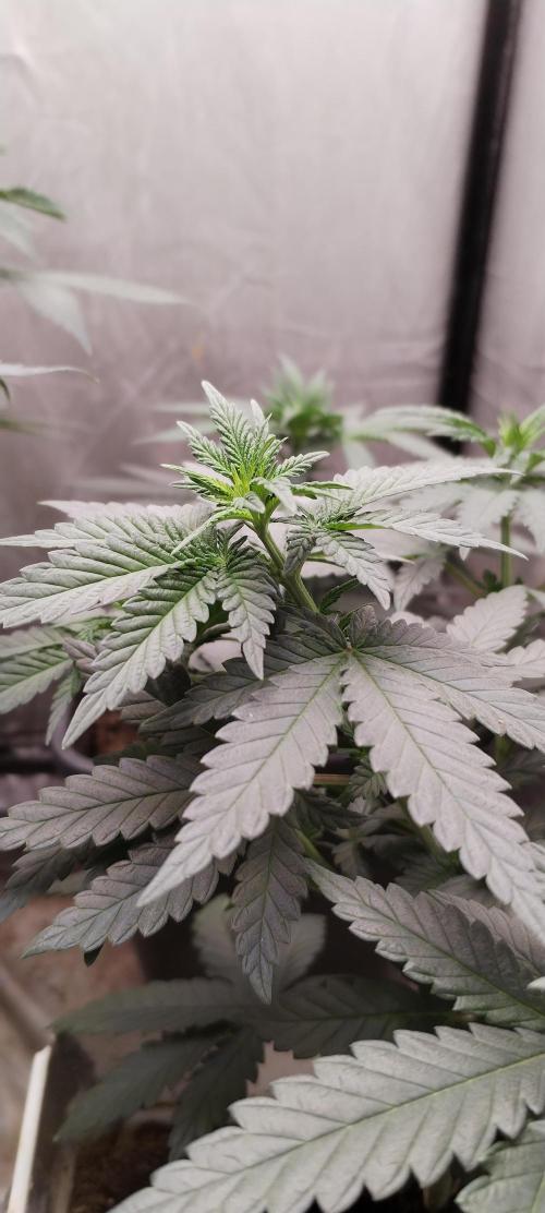 Kannabia Sunset Sherbet go fast F1. Week 5