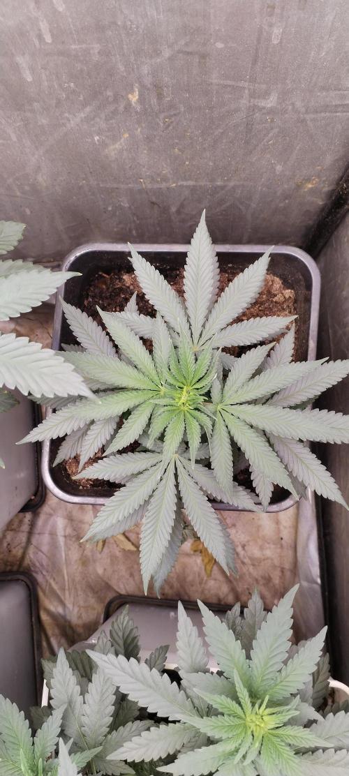 Kannabia Sunset Sherbet go fast F1. Week 5