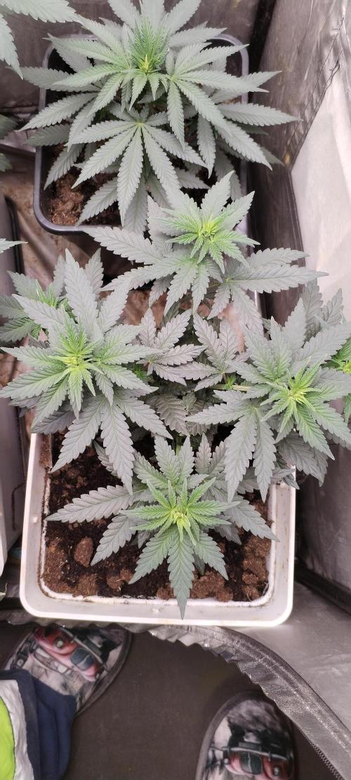 Kannabia Sunset Sherbet go fast F1. Week 5