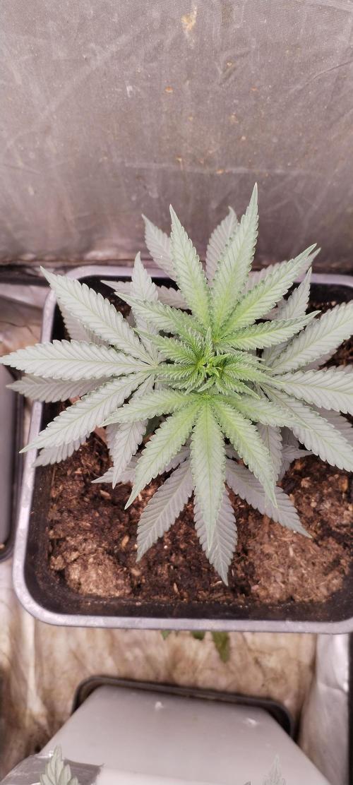 Kannabia Sunset Sherbet go fast F1. Week 5