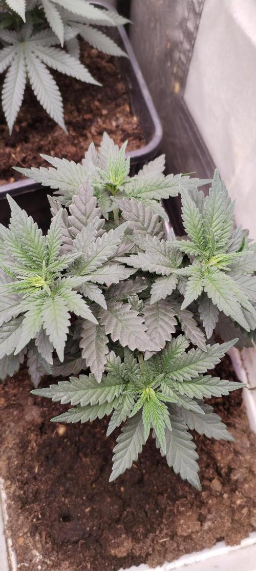 Kannabia Sunset Sherbet go fast F1. Week 5