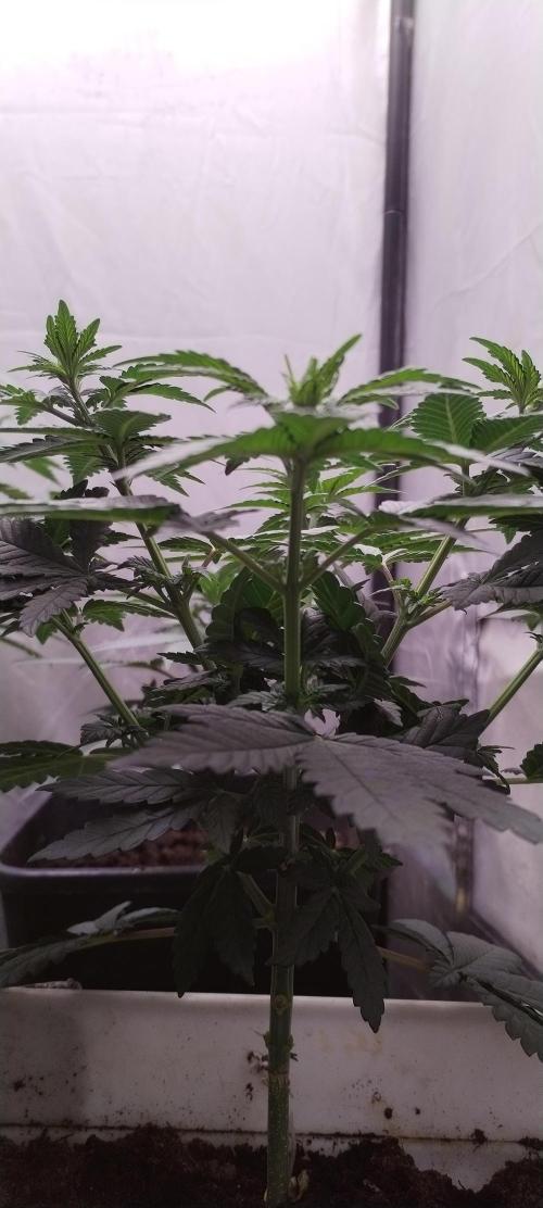 Kannabia ZOAP ROSE. Week 5