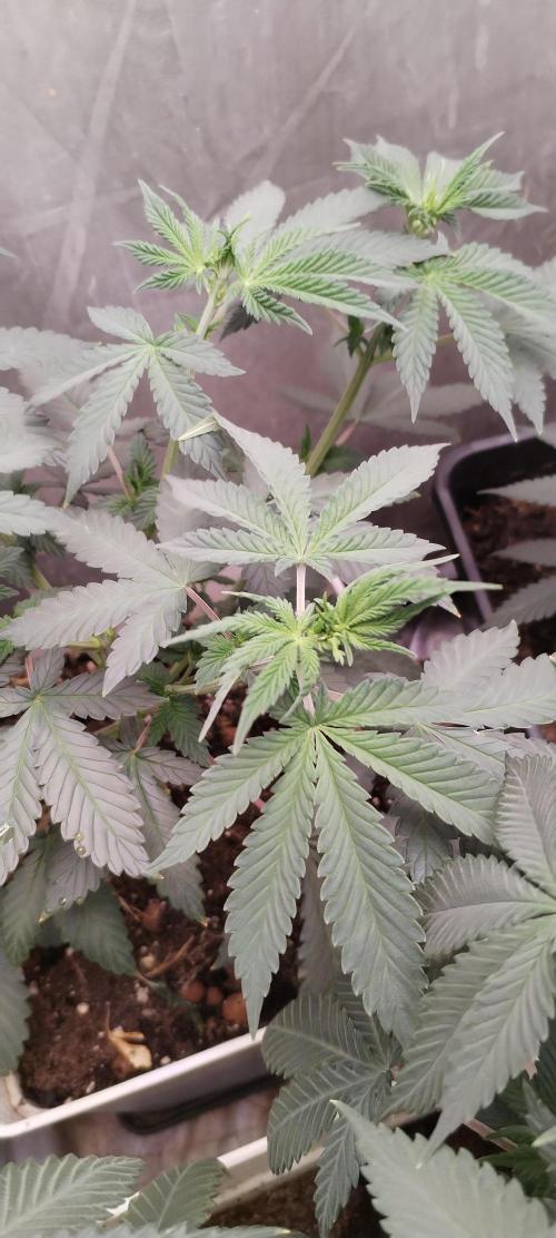 Kannabia ZOAP ROSE. Week 5