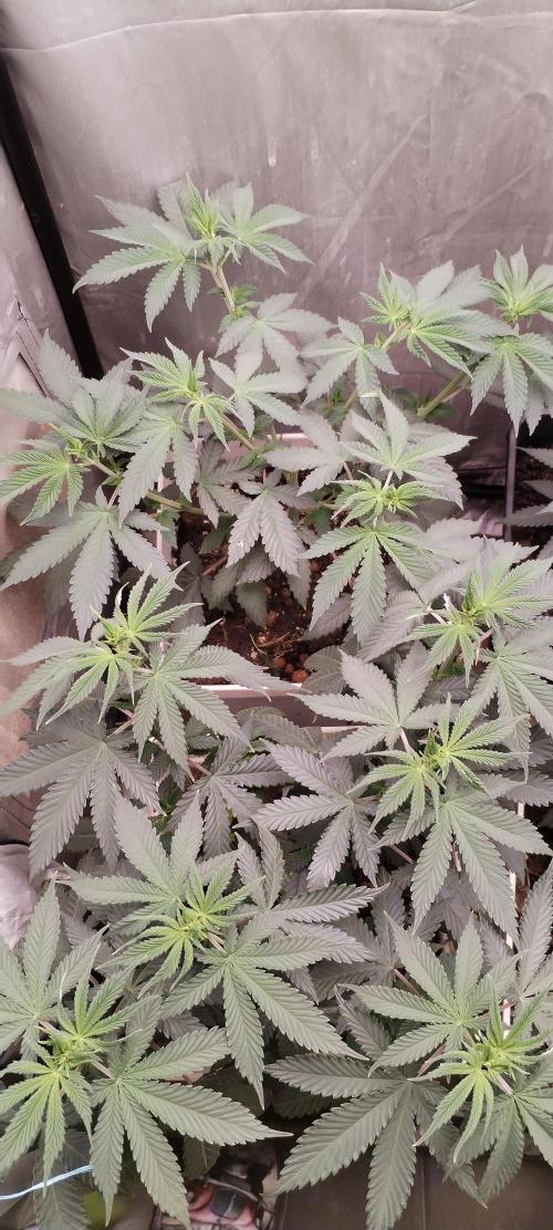 Kannabia ZOAP ROSE. Week 5