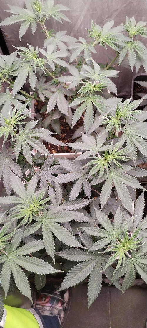 Kannabia ZOAP ROSE. Week 5