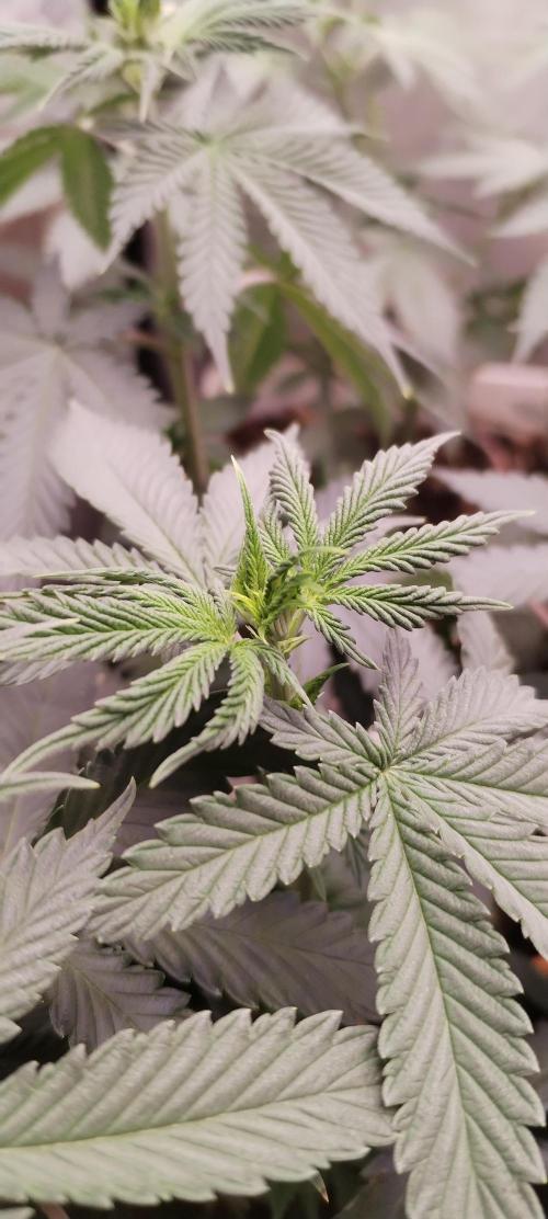 Kannabia ZOAP ROSE. Week 5