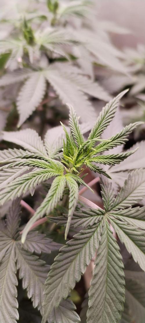 Kannabia ZOAP ROSE. Week 5