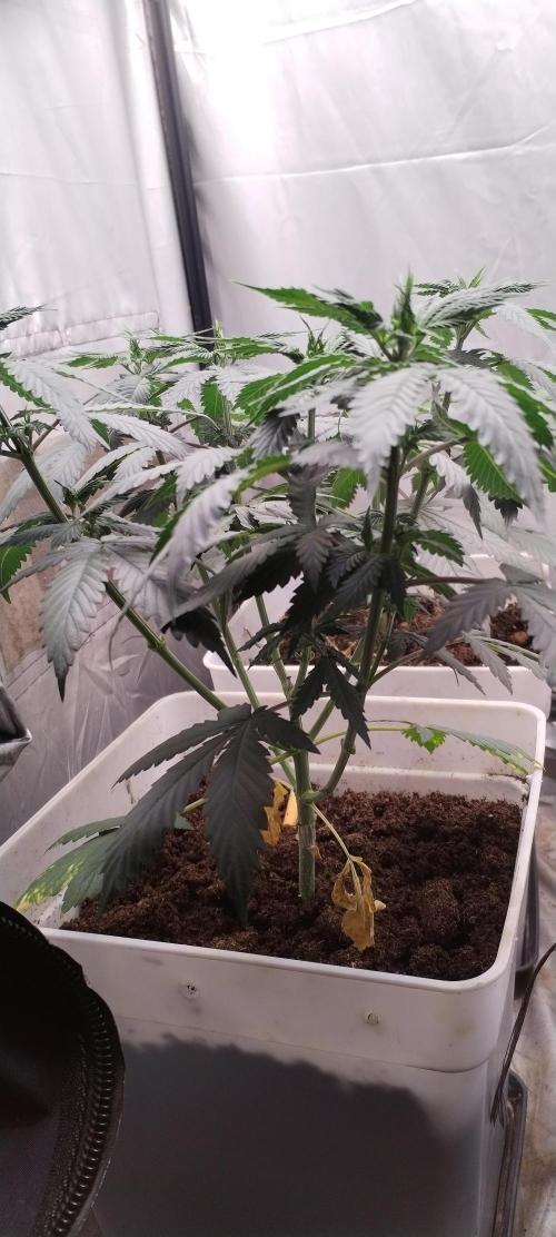 Kannabia ZOAP ROSE. Week 5