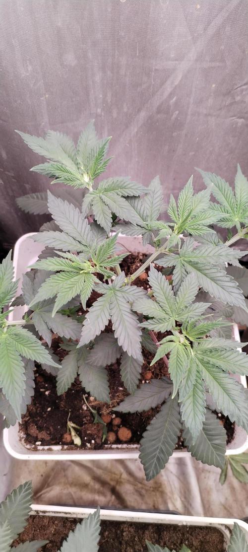 Kannabia ZOAP ROSE. Week 5