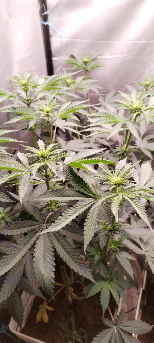 Kannabia ZOAP ROSE. Week 6