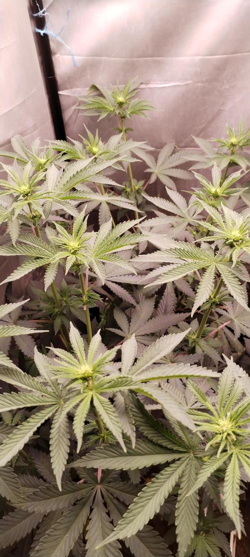 Kannabia ZOAP ROSE. Week 6