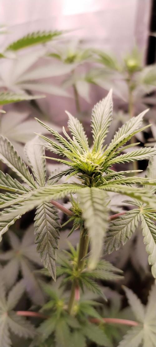 Kannabia ZOAP ROSE. Week 6