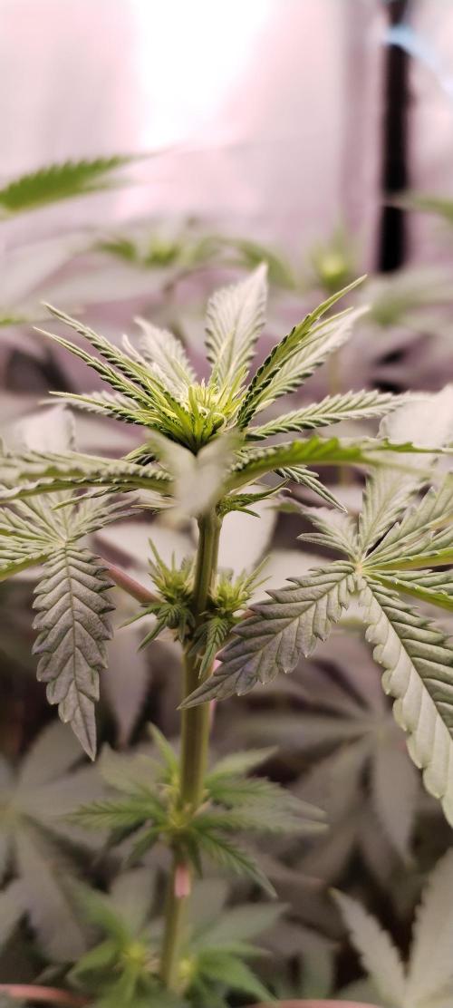 Kannabia ZOAP ROSE. Week 6