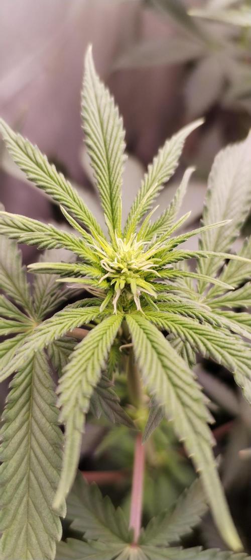 Kannabia ZOAP ROSE. Week 6