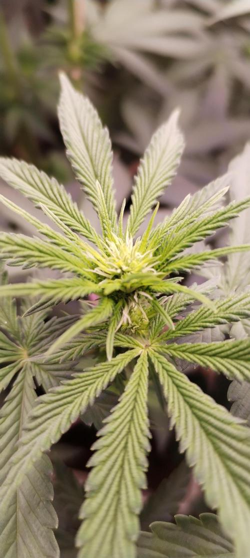 Kannabia ZOAP ROSE. Week 6