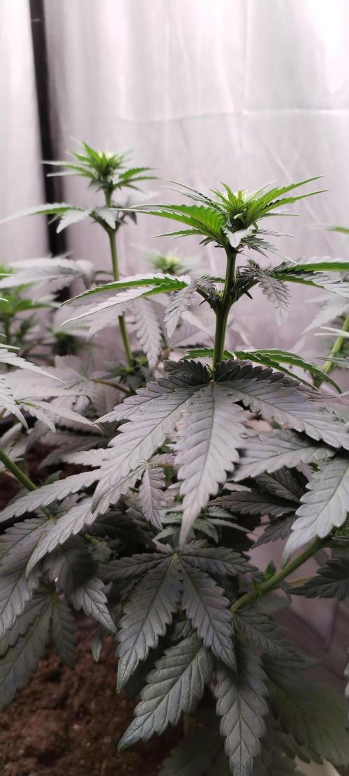 Kannabia Sunset Sherbet go fast F1. Week 6