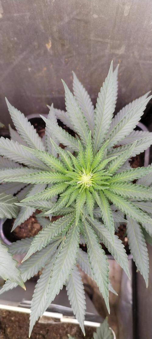 Kannabia Sunset Sherbet go fast F1. Week 6