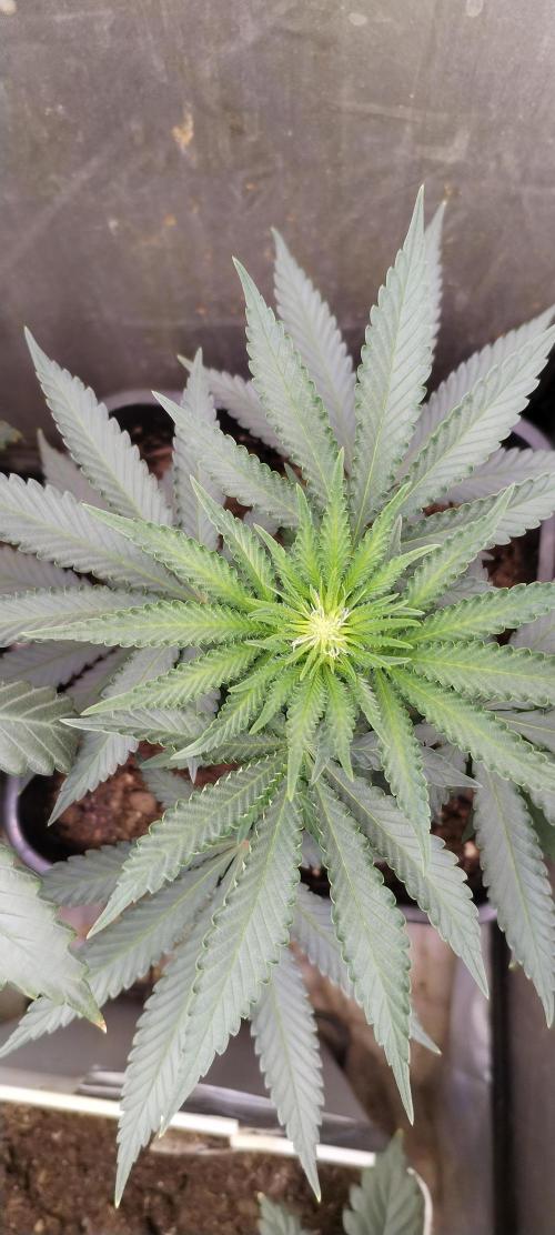 Kannabia Sunset Sherbet go fast F1. Week 6