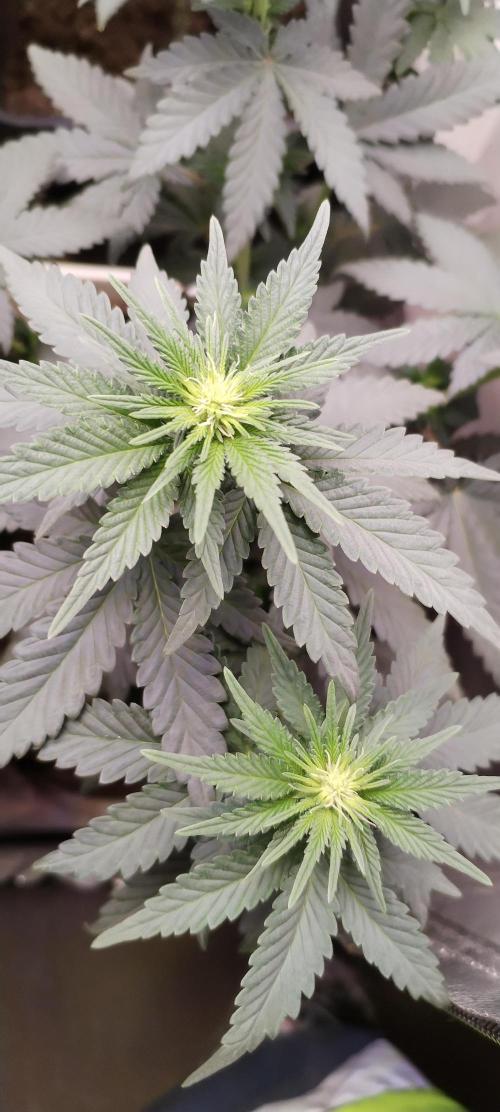 Kannabia Sunset Sherbet go fast F1. Week 6