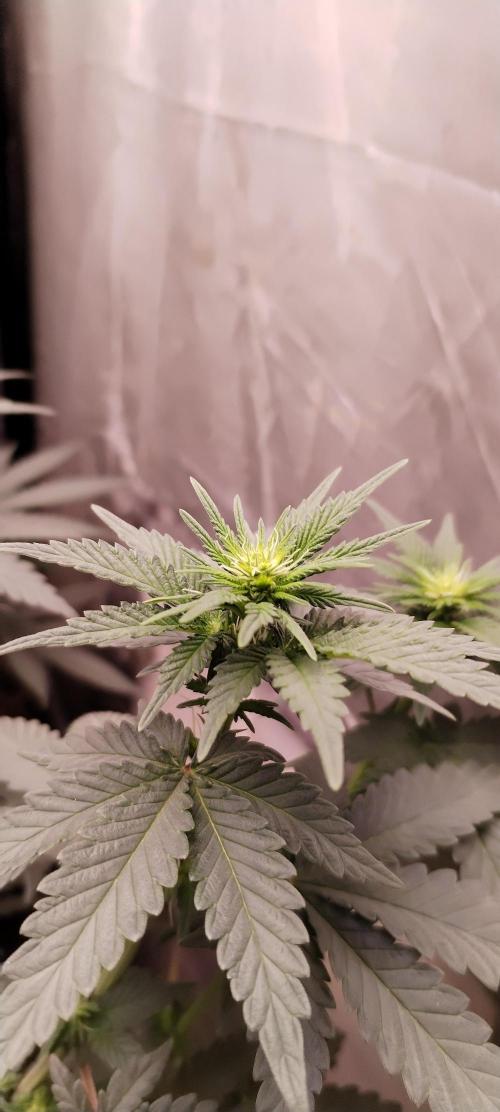 Kannabia Sunset Sherbet go fast F1. Week 6