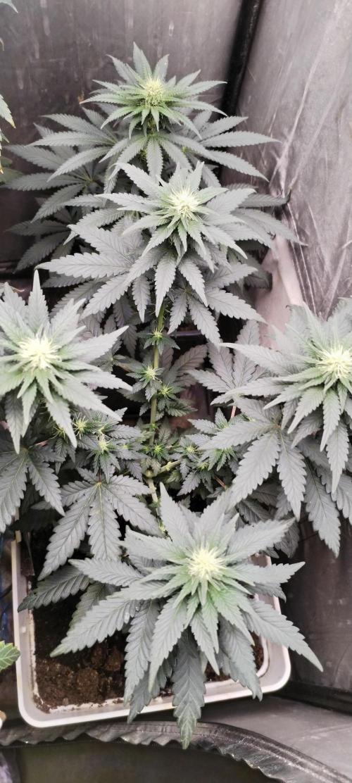 Kannabia Sunset Sherbet go fast F1. Week 7