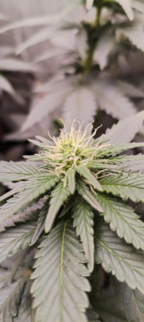 Kannabia Sunset Sherbet go fast F1. Week 7