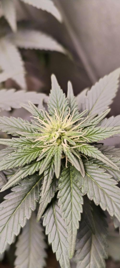 Kannabia Sunset Sherbet go fast F1. Week 7