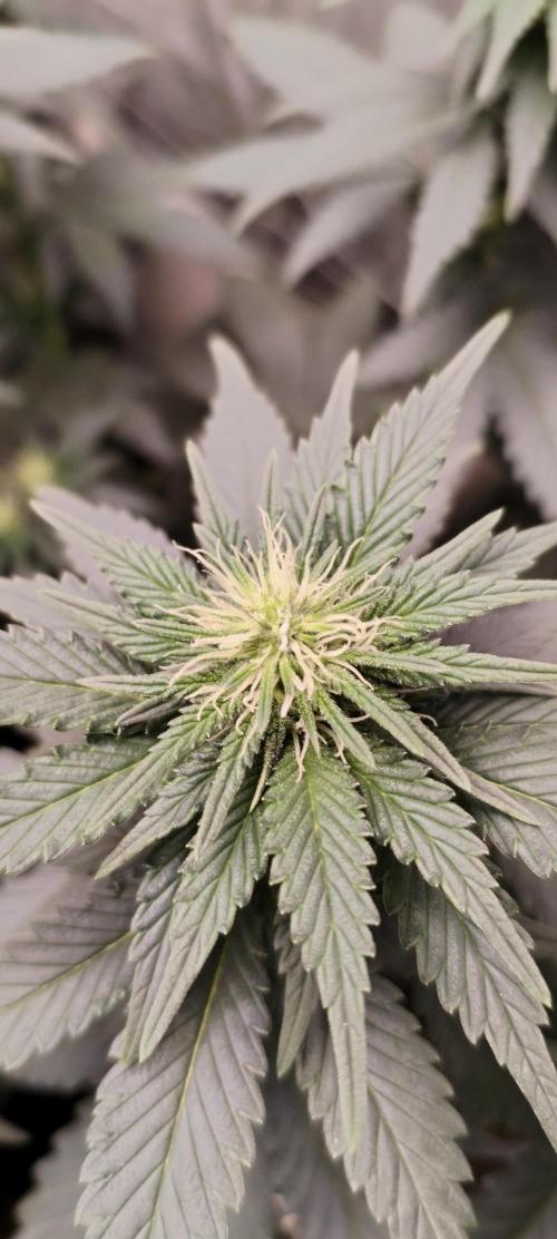 Kannabia Sunset Sherbet go fast F1. Week 7