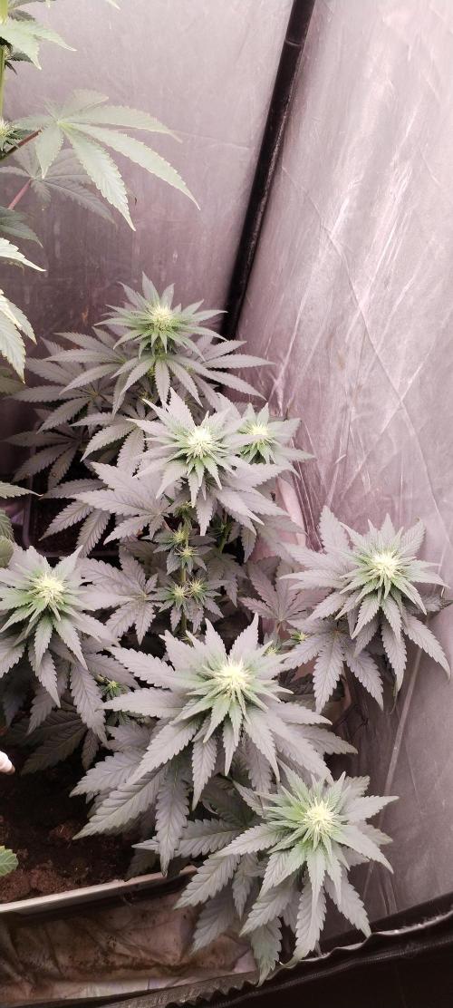 Kannabia Sunset Sherbet go fast F1. Week 7