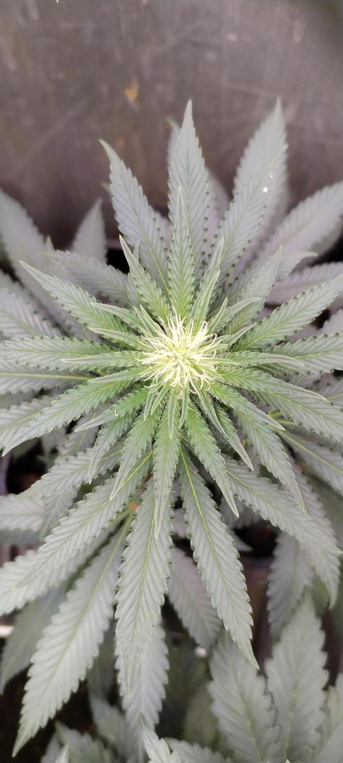 Kannabia Sunset Sherbet go fast F1. Week 7