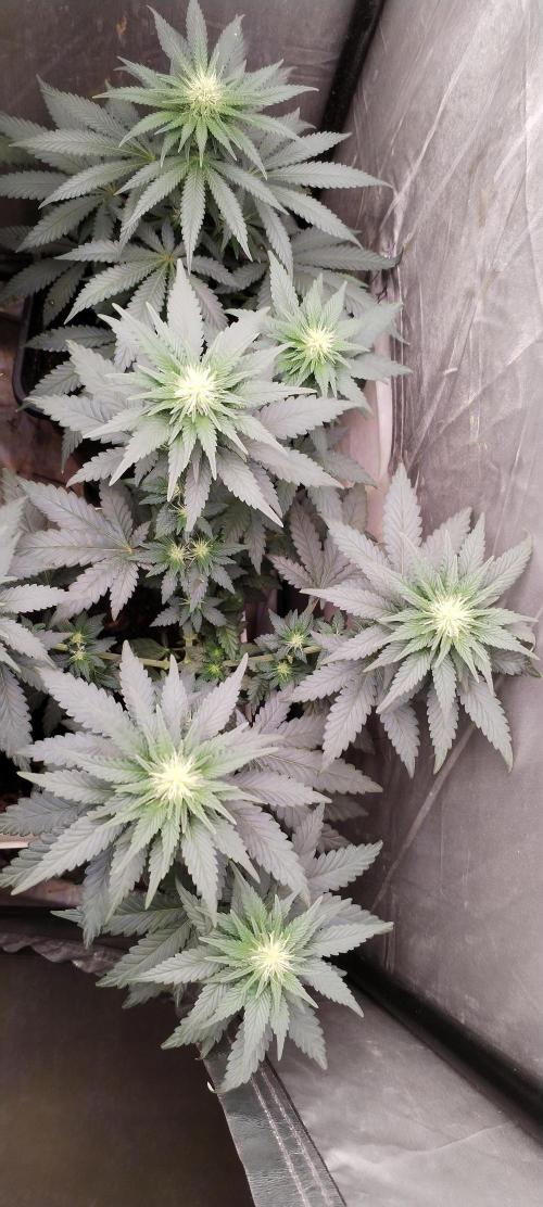 Kannabia Sunset Sherbet go fast F1. Week 7