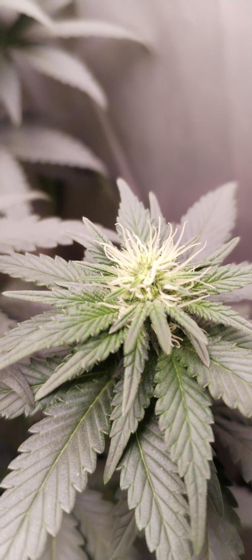 Kannabia Sunset Sherbet go fast F1. Week 7