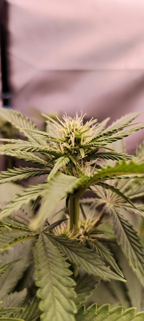 Kannabia ZOAP ROSE. Week 7