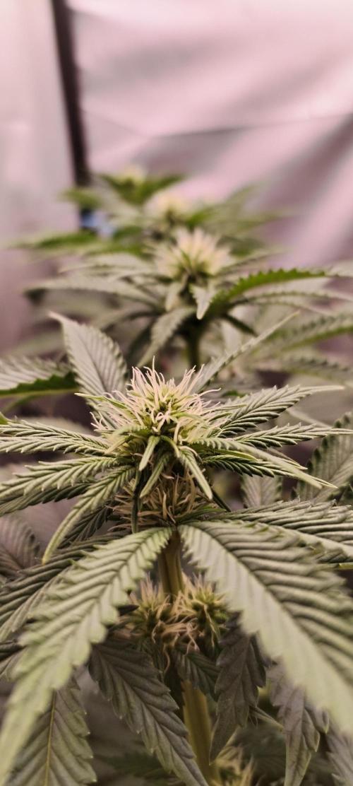 Kannabia ZOAP ROSE. Week 7