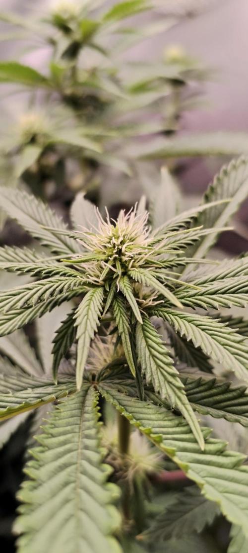 Kannabia ZOAP ROSE. Week 7