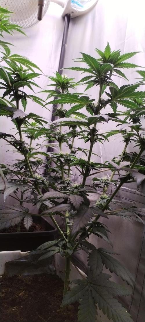 Kannabia ZOAP ROSE. Week 7