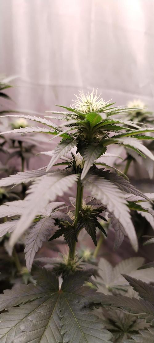 Kannabia ZOAP ROSE. Week 7