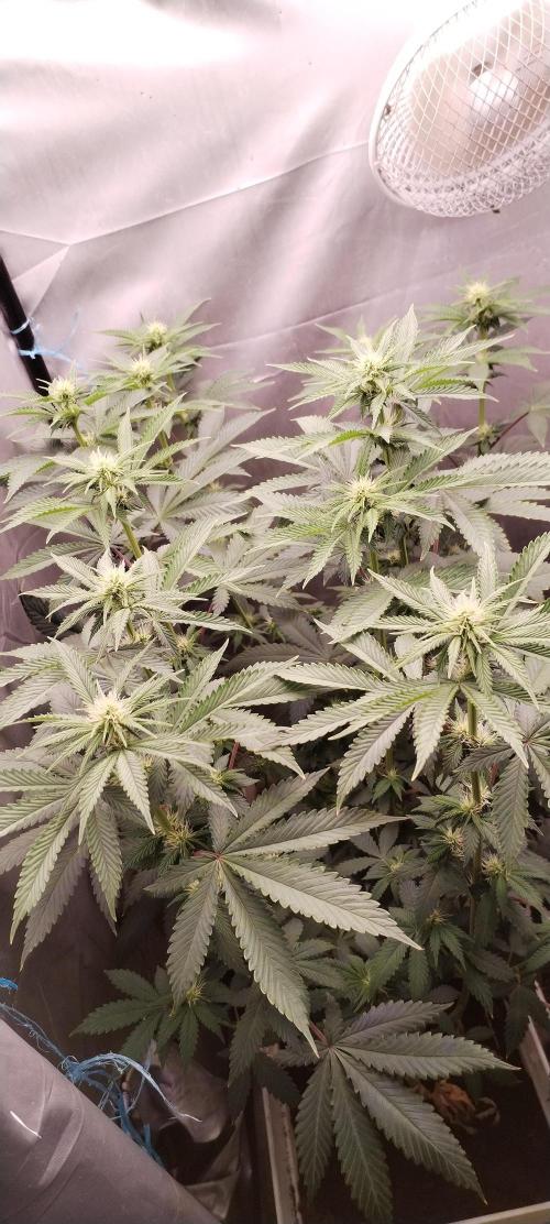 Kannabia ZOAP ROSE. Week 7