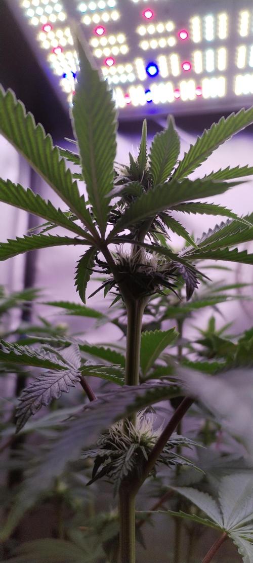 Kannabia ZOAP ROSE. Week 7