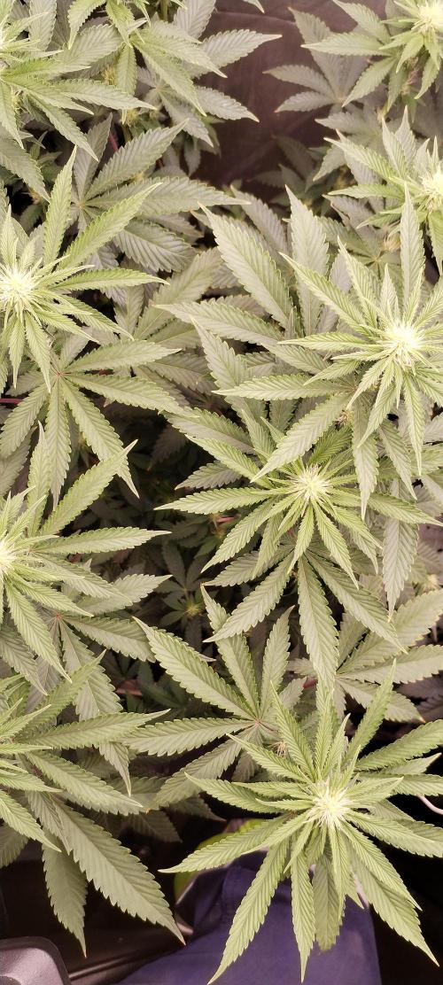 Kannabia ZOAP ROSE. Week 7