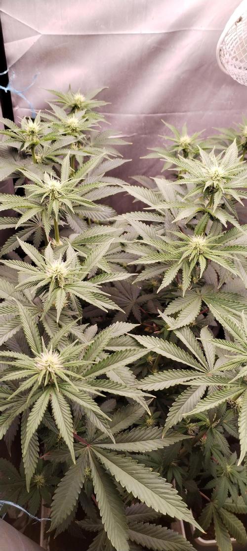 Kannabia ZOAP ROSE. Week 7