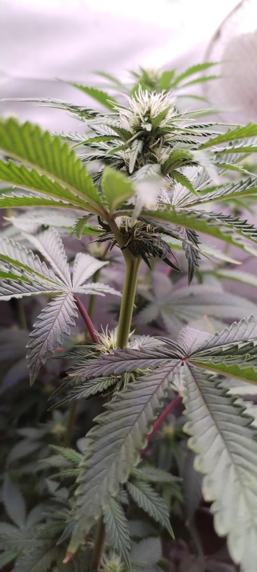 Kannabia ZOAP ROSE. Week 7